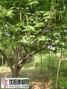 白树照片,自然之美，静谧之韵